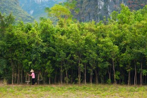 【中国】アップル、WWFと協働して中国の100万エーカーの森林保護を発表