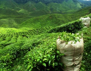 【イギリス】ユニリーバ、茶栽培の持続可能性向上のための品種改良に着手