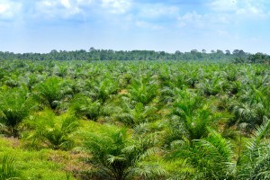 【イギリス】森林破壊を食い止める鍵は、持続可能なパーム油に対する価格プレミアム