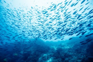 【アメリカ】ハイアット社、WWFとの協働で水産物の責任調達に関するイニシアチブを発表