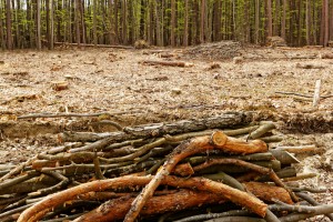 【国際】CDP、企業のサプライチェーンが抱える森林リスクに関するレポートを公表