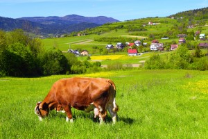 【オランダ】GRSB、持続可能な牛肉に関する「原則と基準」を公表