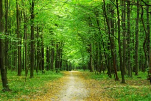 【北米】環境保護NGO、森林認証プログラムの信頼性に対する疑問を提起