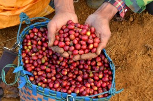 【ケニア】コーヒー農園で働く女性の自立を支援する“Growing Women in Coffee”
