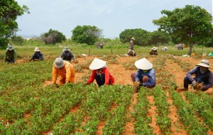 【フランス】ダノンとマース、小規模農家を支援する投資基金を設立