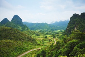 【ベトナム】世界銀行、ベトナムで43,000世帯以上の持続可能な植林を支援