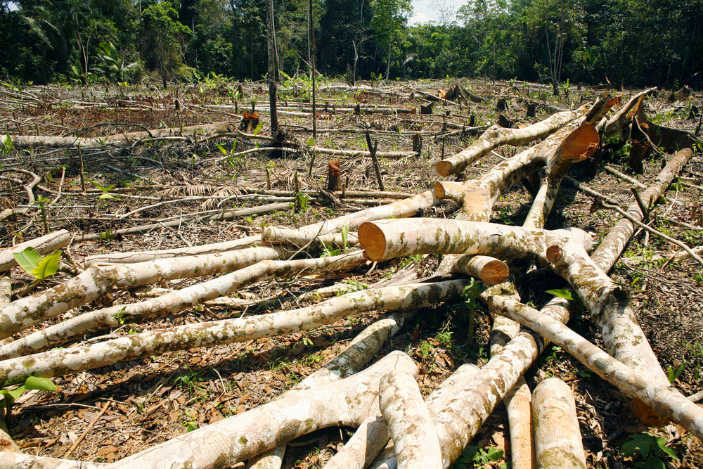 Deforestation Takes a Turn for the Worse