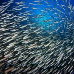【食糧】持続可能な漁業と水産資源管理　〜日本の食卓から魚はなくなるのか？〜