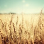 【食糧】世界の小麦需給の動向　〜気候変動と小麦のサステナビリティ〜
