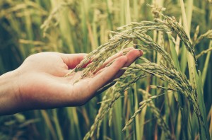 【国際】世界初となる持続可能な米に関する国際基準が誕生