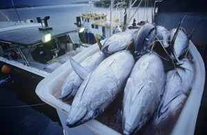 【オーストラリア】ジョン・ウェスト、WWF、MSCが持続可能な漁業の実現に向けて提携