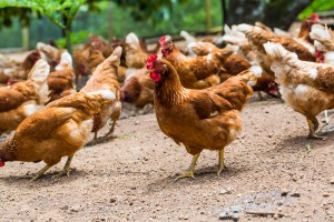 【アメリカ】クラフトハインツ、2025年までに100%平飼いの卵を使用へ