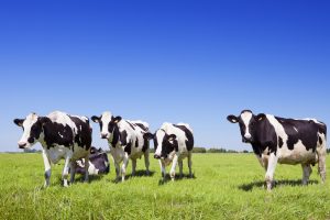 【アメリカ】米国ダノン、GMO飼料禁止を含む新サプライチェーン戦略を発表