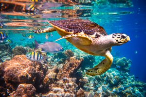 【国際】サンゴ礁は2030年までに90%絶滅の危機。ユネスコ委員会報告書