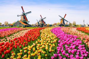 【オランダ】政府、サーキュラー・エコノミーを2050年までに100%実現する方針を発表