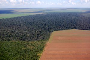 【国際】CeresとPRI、森林破壊を防止するための投資家グループ設立。まずは南米を対象