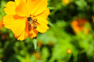 【アメリカ】農務省、ゼネラルミルズ、 ゼルシーズ、蜜蜂など送粉者保護でパートナーシップ