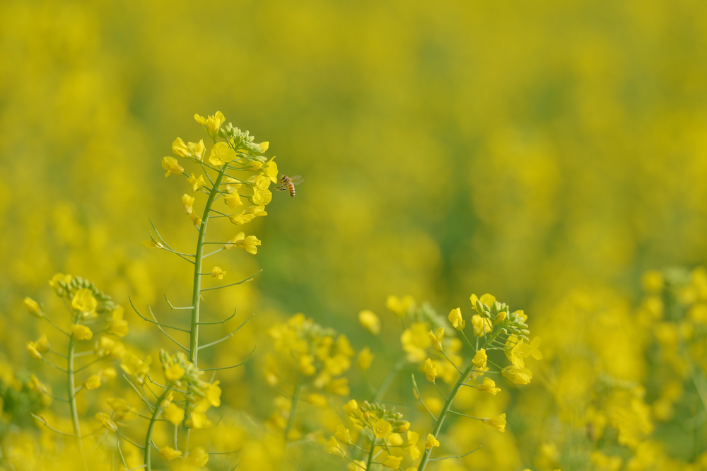 canola