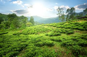 【イギリス】ユニリーバ、UN Womenと紅茶事業における女性の安全対策で提携発表
