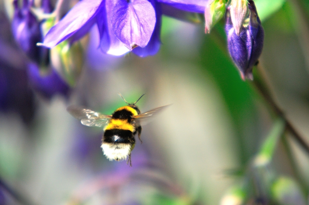 bumble-bee