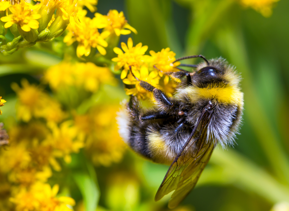 Rusty Patched Bumble Bee Archives Sustainable Japan 世界のサステナビリティ Esg投資 Sdgssustainable Japan