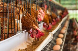 【アメリカ】農務省、動物福祉のため有機畜産鶏の飼育方法規制を強化。全米有機プログラムを改正