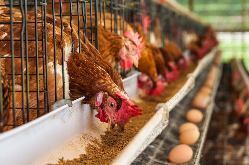 アメリカ 農務省 動物福祉のため有機畜産鶏の飼育方法規制を強化 全米有機プログラムを改正 Sustainable Japan
