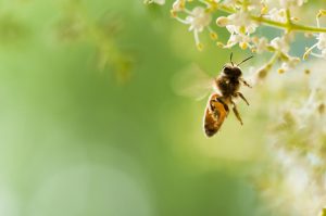 【アメリカ】生物多様性センター、北米の300種以上のハチが絶滅の恐れありと報告