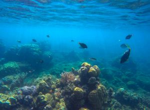 【日本】環境省、海洋生物レッドリストを作成。 56種が絶滅危惧種に指定
