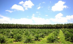 【アメリカ】カーギル、マレーシアでの小規模農家RSPO認証取得を促進。認証生産量は3倍に