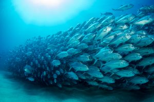 【国際】漁業認証MSC、海藻基準や餌混入基準、労働慣行など新6プログラムについて意見募集