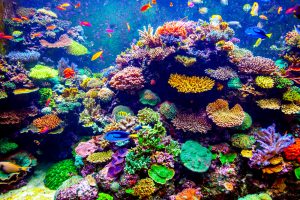 【メキシコ】スイス再保険、カンクン沖のサンゴ礁に対する損害保険商品を開発。来年には開始の見込み