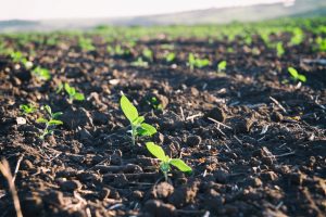 【国際】BASFとKaiima Bio-Agritech、非遺伝子組換え型の除草剤耐性品種の開発で協働