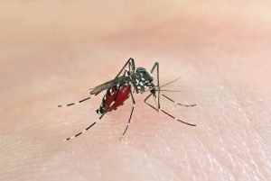 【日本】住友化学、デング熱・ジカ熱対策に有効な蚊駆除樹脂製剤で世界初のWHO推進取得