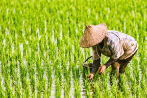 【国際】UNEPと国際稲研究所、世界のコメ農家の気候変動対応で提携