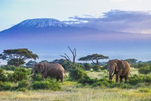 【アメリカ】トランプ政権、ジンバブエとザンビアからの象牙輸入解禁方針をわずか2日で撤回