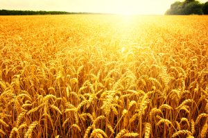 【アメリカ】ゼネラル・ミルズ、米国小麦農家に対する土壌改善でNGOに約8,300万円拠出