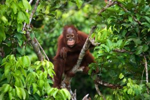 【インドネシア】英LUSH、SOSsumatraキャンペーンの売上全額をスマトラ島の森林購入に充当