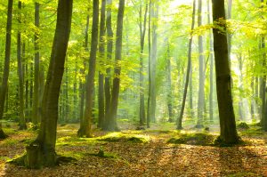 【国際】FSC、森林の経済的価値評価認証「FSC Ecosystem Services Procedure」を発表