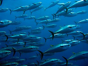 【国際】企業・NGO118機関、世界各地域の漁業管理機関にまぐろ漁規制強化を要求