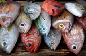 【日本】政府、水産資源管理に最大持続生産量（MSY）概念導入。規制対象魚種を大幅拡大の方向