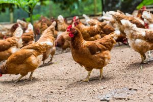 【スイス】ネスレ、2026年までに欧州全製品の食品使用鶏肉をケージフリー鶏肉に切り替え