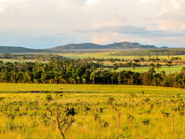 アマゾンとセラードは今年初めに森林破壊の記録を記録した