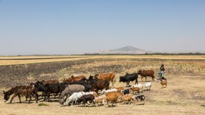 【アフリカ】FAOの早期計画早期アクションプログラム、牧畜家支援に効果。費用対効果9倍