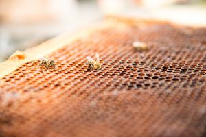 【フランス】ネオニコチノイド系農薬5種の農業使用を禁止法が施行。蜂等の送粉者保護