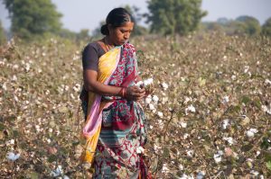 【インド】スイス化学大手シンジェンタの有害殺虫剤、インド綿花農園で使用し死者多数。NGO発表