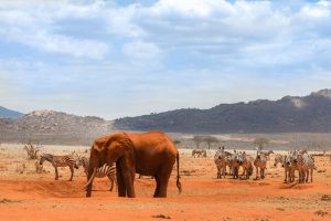 【ケニア】アリババクラウド、ケニア政府にAI、IoT、ドローン技術等提供。国立公園での野生生物保護