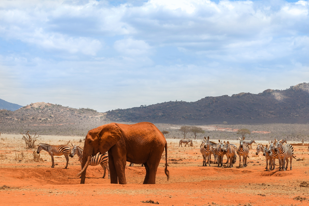 【ケニア】アリババクラウド、ケニア政府にAI、IoT、ドローン技術等提供。国立公園での野生生物保護 1