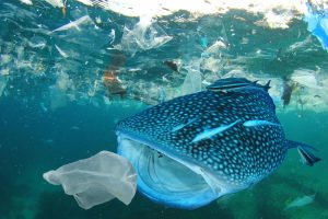 【アメリカ】党派不問で81%の国民が海洋プラスチック問題に懸念。環境NGO調査
