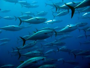 【国際】中西部太平洋まぐろ類委員会、日本水産庁提案のクロマグロ漁獲枠拡大を却下